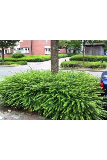 Жимолость шапкова 